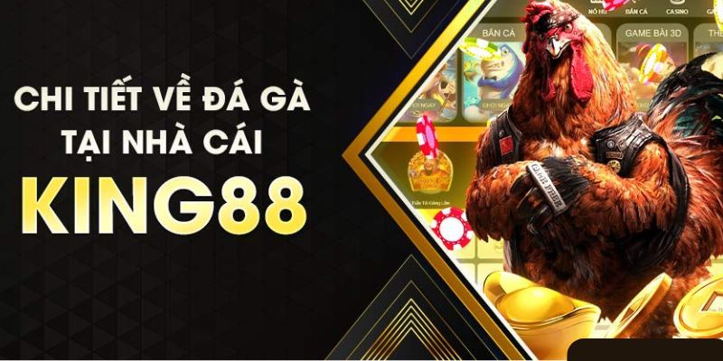 Quy trình tham gia cá cược đá gà King88