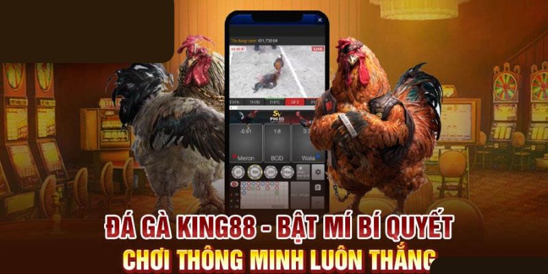 Những mẹo hay cho người mới bắt đầu chơi đá gà King88